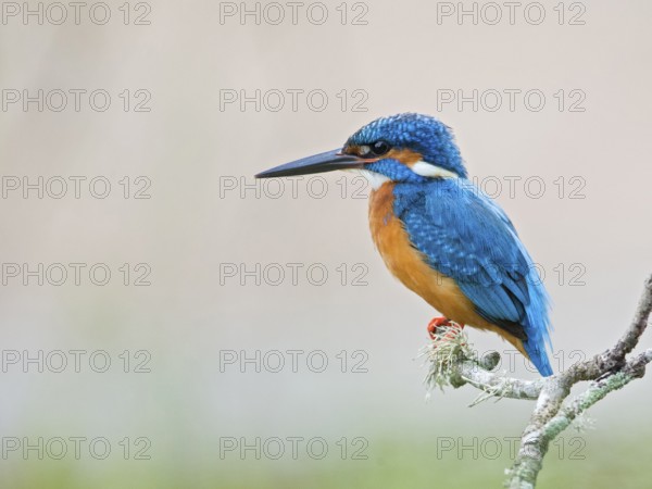 Common Kingfisher (Alcedo atthis) male, Sri Lanka