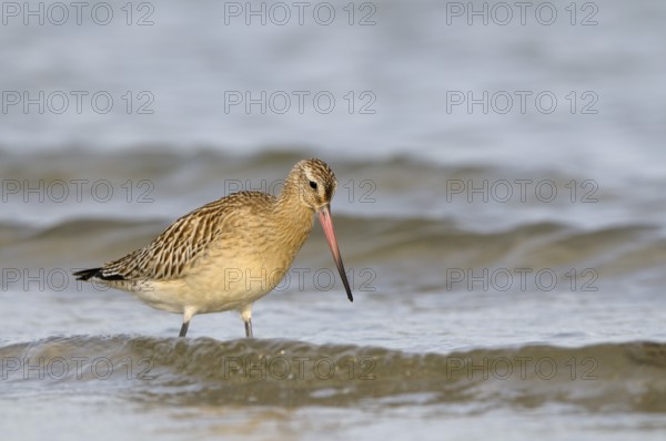 Pfuhlschnepfe (Limosa lapponica), Bar-tailed Godwit, Altvogel im Schlichtkleid, am Strand der Ostsee, auf Nahrungssuche in der Brandung, Oktober, Prerow, Nationalpark Vorpommersche Boddenlandschaft, Mecklenburg-Vorpommern, Ostsee, Deutschland