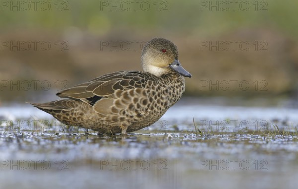 Grey Teal (Anas gracilis), Victoria, Australia