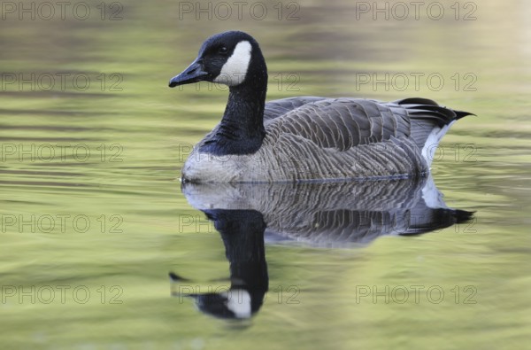 Canada Goose (Branta canadensis), British Columbia, Canada