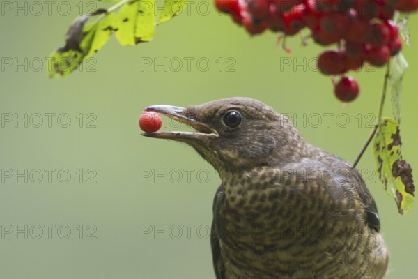 Common Blackbird (Turdus merula) female, Rhineland-Palatinate, Germany