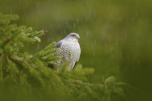 Bird of prey Eurasian sparrowhawk, Accipiter nisus, sitting on spruce tree during heavy rain in the forest. Bird in the green habitat. Sparrowhawk in the rainy wood in the nature, Germany, Europe wildlife