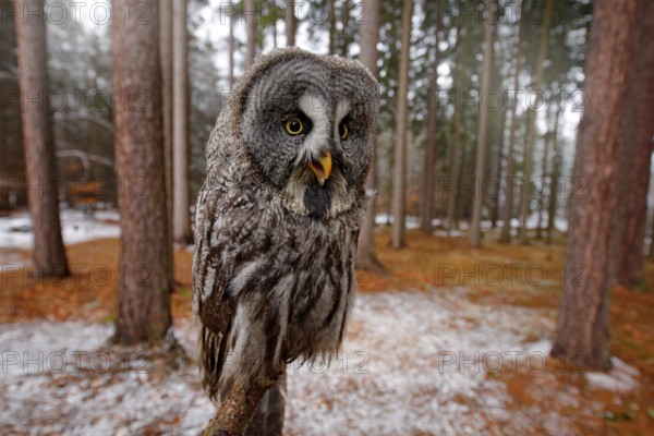 Magic bird Great Gray Owl, Strix nebulosa, hidden behind tree trunk with spruce tree forest in backgrond, wide angle lens photo. Funny bird image in the dark winter forest