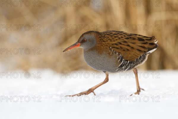 Water Rail (Rallus aquaticus), Utrecht, Netherlands