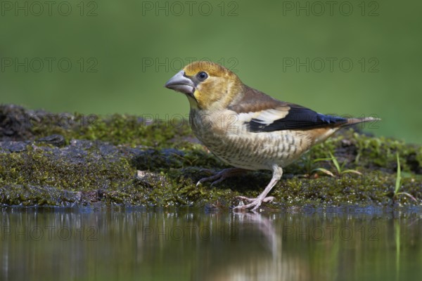 Hawfinch (Coccothraustes coccothraustes) juvenile, Hortobagy, Hungary