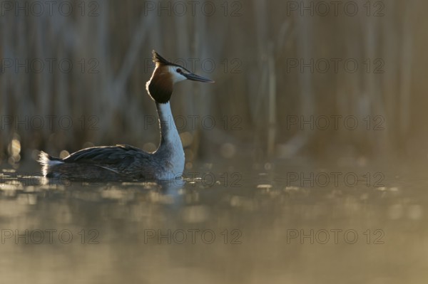Great Crested Grebe (Podiceps cristatus), North Rhine-Westphalia, Germany
