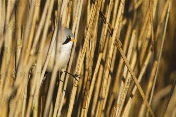 Bearded Reedling (Panurus biarmicus) male, Baden-Wuerttemberg, Germany