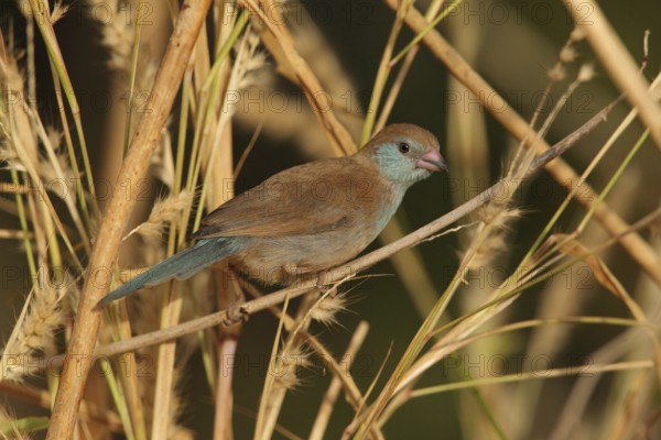 Red-cheeked Cordon-bleu (Uraeginthus bengalus) female, Gambia