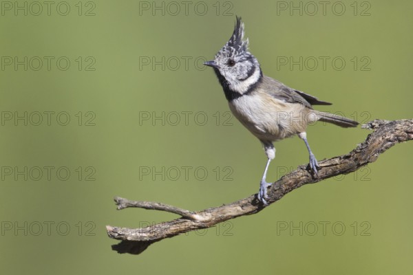 European Crested Tit (Lophophanes cristatus), Portugal