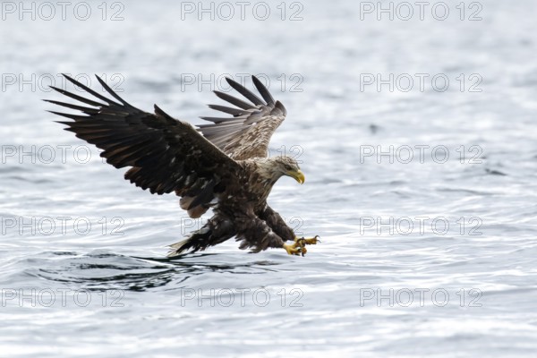 White-Tailed Eagle (Haliaeetus albicilla), fishing, Isle of Mull, Scotland, United Kingdom
