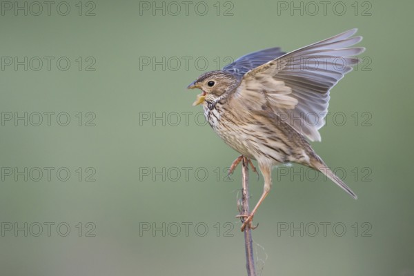 Corn Bunting - Grauammer - Miliaria calandra ssp. calandra, Hungary, adult