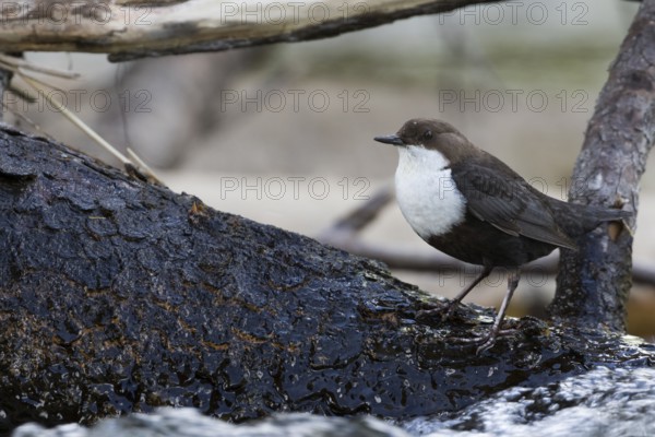 Dipper - Wasseramsel - Cinclus cinclus ssp. cinclus, Russia (Ural), adult