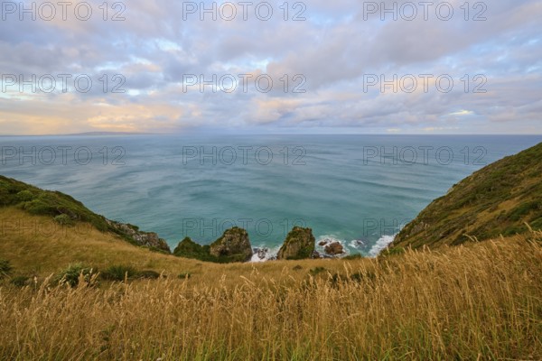 Grassy cliffs with tall grass rising above the sea under calm skies, summer, Nugget Point Lighthouse, Ahuriri Flat, Otago, South Island, New Zealand
