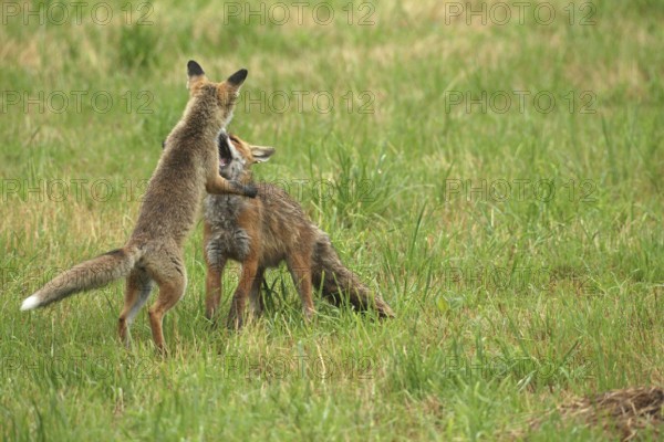Red fox (Vulpes vulpes) male and weaned young playing on a mown meadow in light rain, Allgäu, Bavaria, Germany, Allgäu, Bavaria, Germany