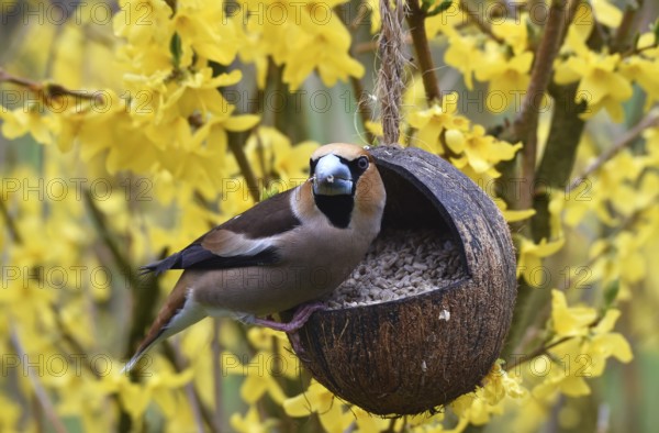 Hawfinch, (Coccothraustes coccothraustes) eats sunflower seeds from a coconut
