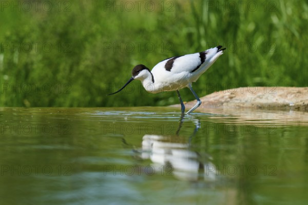 Avocet standing in shallow water, surrounded by green background with reflection in the water, Avocet (Recurvirostra avosetta), spring, France