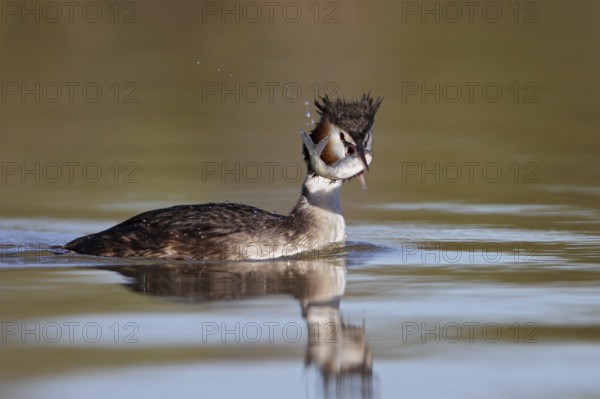 Australasian Crested Grebe (Podiceps cristatus australis) foraging, Queensland, Australia