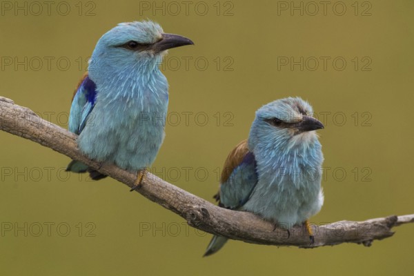 European Roller (Coracias garrulus), Hajdu-Bihar, Hungary