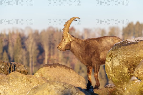 A male ibex (Capra ibex) is standing on a rock in the warm evening light. The sky and a forest can be seen behind him. Carinthia, Austria