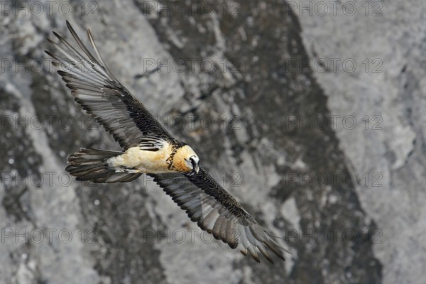 Majestic... Bearded vulture (Gypaetus barbatus) in front of a rock face in the Valais in the Swiss Alps, the largest but rarest native bird of prey