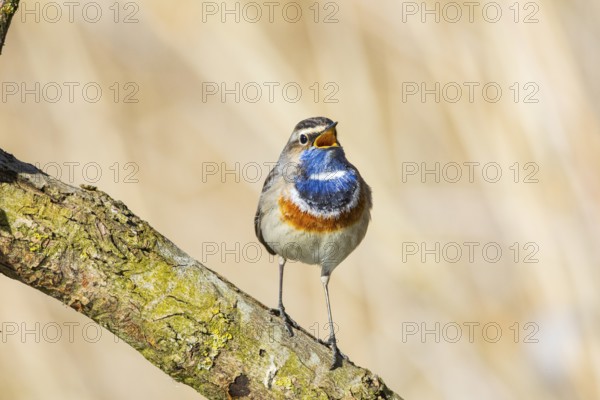 Bluethroat (Luscinia svecica cyanecula) ml Germany