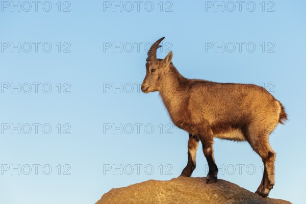 A female ibex (Capra ibex) stands on a rock in the warm evening light. A blue sky can be seen in the background. Carinthia, Austria
