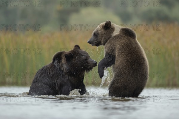 Scuffles... European brown bears (Ursus (genus) arctos), two bears fighting with each other in the shallow water of a lake, probably a rather playful fight to determine the ranking among each other