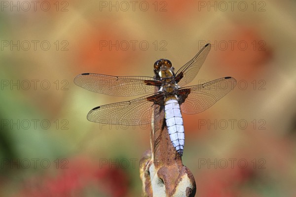 Flat-bellied dragonfly (Libellula depressa), male sitting on a fence top in the garden, close-up, Wilnsdorf, North Rhine-Westphalia, Germany