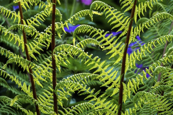 Forest fern (Athyrium filix-femina), also known as common fern, backlight, Oberstdorf, Oberallgäu, Allgäu, Bavaria, Germany