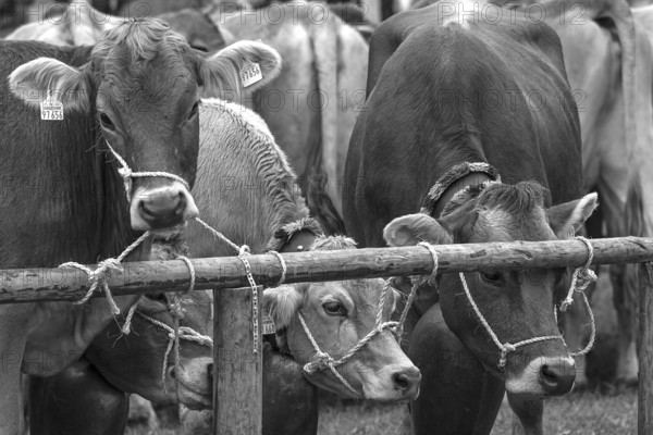 Tethered cows waiting for their owner after the cattle drive, Bad Hindelang, Allgäu, Bavaria, Germany