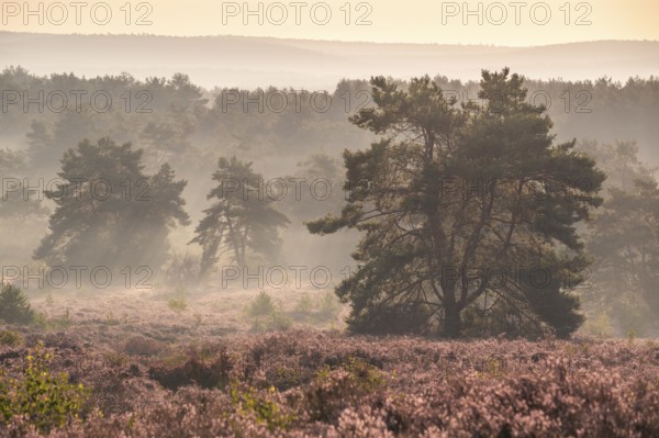 The blooming Mehlinger Heide in the morning with mist. Pine trees. Mehlinger Heide nature reserve, Mehlingen, Rhineland-Palatinate, Germany