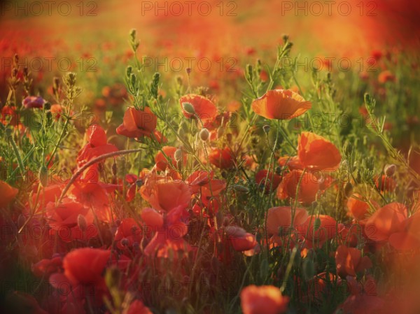 Red poppy (Papaver) blooming in wildflower meadow in the evening light, corn poppy, Saxony-Anhalt, Germany