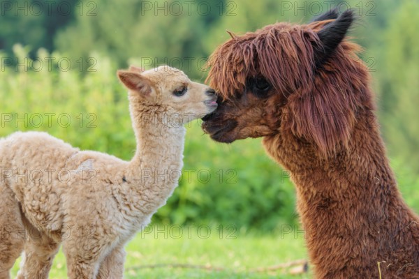 A freshly born white alpaca (Vicugna pacos) stands in front of its brown mother and sniffer on her snout (kisses her)