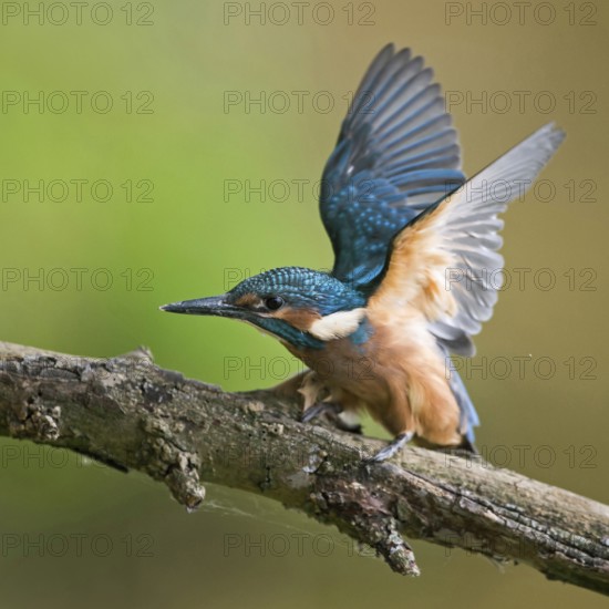 Impatiently begging... Kingfisher (Alcedo atthis), just fledged young bird begs insistently for food, flaps its wings, wants to be fed, young kingfishers have to become independent very quickly, as adult birds breed several times, Lower Rhine, Rhineland, North Rhine-Westphalia, Germany, Western Europe