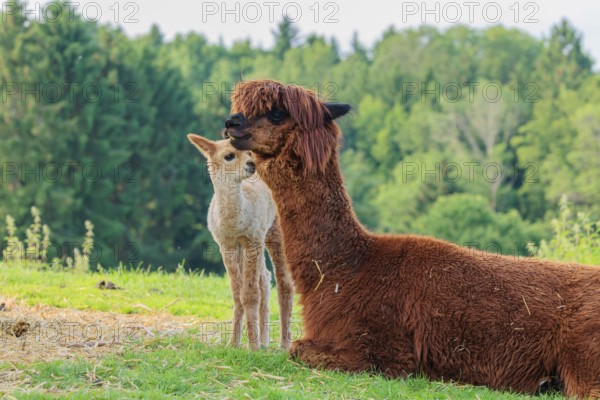 A freshly born white alpaca (Vicugna pacos) stands in front of its brown mother and sniffer on her snout (kisses her)