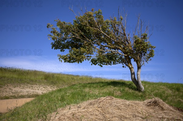 Tree, drawn by the wind, sky, blue, Arromanches-les-Bains, Normandy, Calvados, France