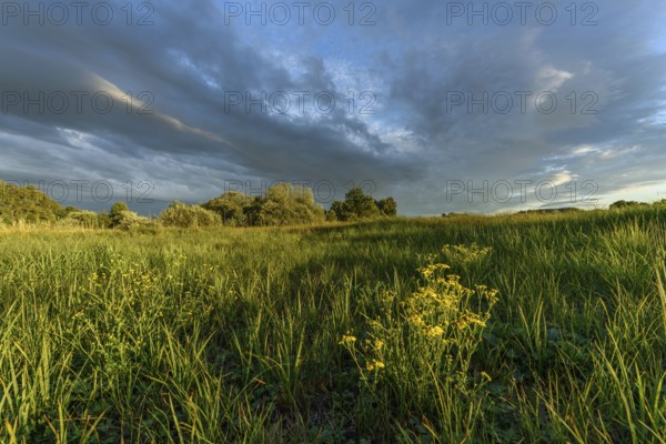 A lush field of bright yellow wildflowers stretches across the landscape. Tall grasses sway gently in the breeze beneath an evening sky filled with contrasting clouds and soft sunlight. Bas rhin, Alsace, Grand Est, France