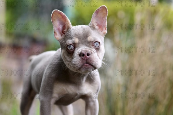 Young New Shade Isabella orange Tan French Bulldog dog with very light blue eyes