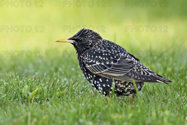 Starling (Sturnus vulgaris), standing in meadow, Flachsee nature reserve, Freiamt, Canton Aargau, Switzerland