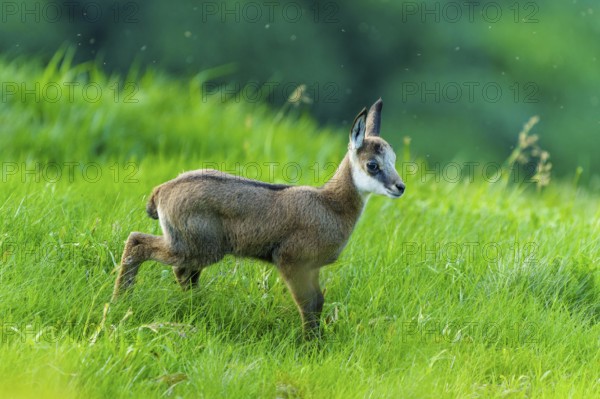 A young chamois on a green meadow, ready for a new adventure in nature, chamois, chamois, (Rupicapra rupicaprae), wildlife, Vosges, France