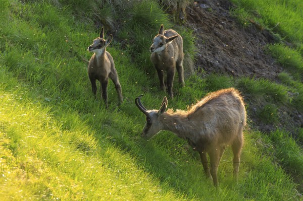 Chamois standing in the sunlight on a green meadow, eating grass, chamois, chamois, (Rupicapra rupicaprae), wildlife, Vosges, France