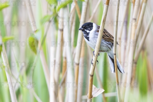 Reed bunting (Emberiza schoeniclus) ml Germany