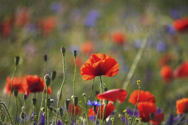 Beautiful picturesque poppy field, June, Germany