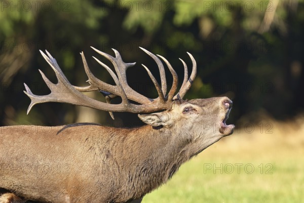 Red deer (Cervus elaphus) during the rutting season, a large stag roaring in a forest clearing, twenty-pointer, animal portrait, wildlife, Sauerland, North Rhine-Westphalia, Germany