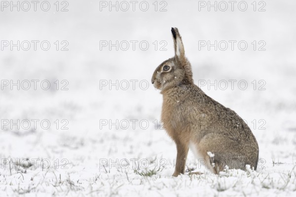 European hare (Lepus europaeus) sitting upright and relaxed in winter with light snowfall in a meadow on the Lower Rhine, side view, typical, generally popular wild animal, which stands for nature on meadows and fields like hardly any other, huntable species, belongs to the small game, native nature on the Lower Rhine, Rhineland, North Rhine-Westphalia, Germany, Western Europe
