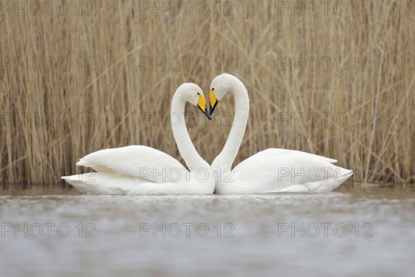 Symbol of love... Whooper swan (Cygnus cygnus), classic image of a swan's heart, whooper swans greet each other during courtship by swimming towards each other, forming a heart with their heads and necks, wildlife, native nature, animal world