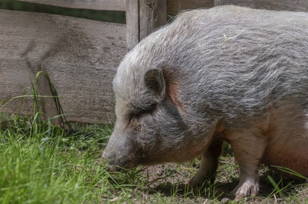 Pot-bellied pig (Sus scrofa domesticus), wildlife park, Bavaria, Germany