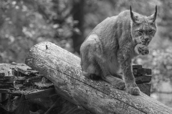 Eurasian lynx (Lynx lynx) licking its paw, wildlife park, Bavaria, Germany