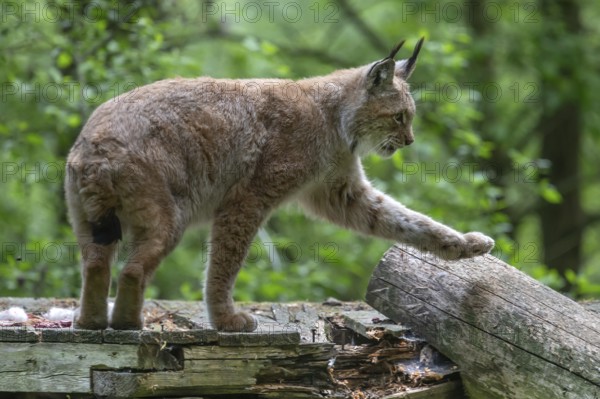 Eurasian lynx (Lynx lynx), wildlife park, Bavaria, Germany