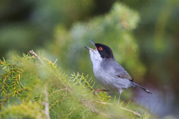 Sardinian Warbler (Sylvia melanocephala) male singing, Mallorca, Spain